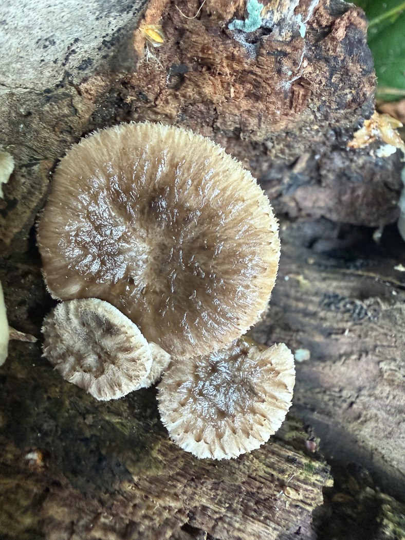 Photo © Sarah Ebdon Polyporus tuberaster by Sarah Ebdon